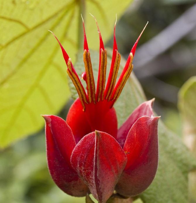 Exotic flora: the most unusual flowers on the planet 10