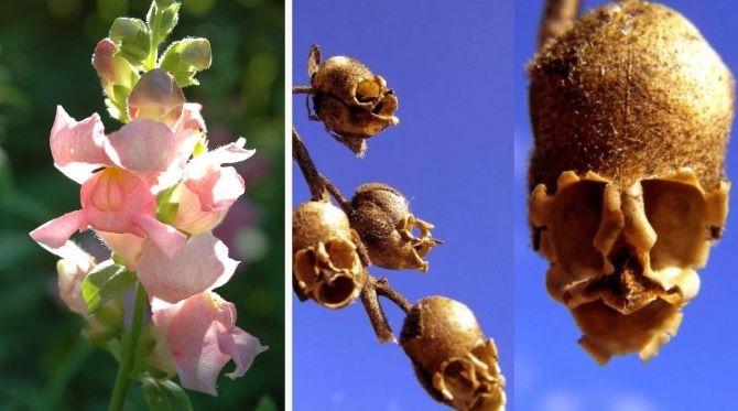 Exotische Flora: die ungewöhnlichsten Blumen der Welt 1