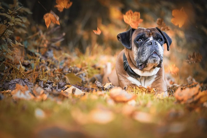 Fotoshooting im Herbst: 20 ausgefallene Ideen für Ihre Fotos 10