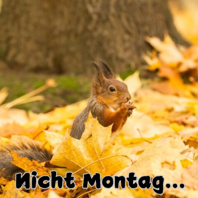 Schönen Montag – positive Bilder mit Wünschen für den Start in eine neue Woche 6