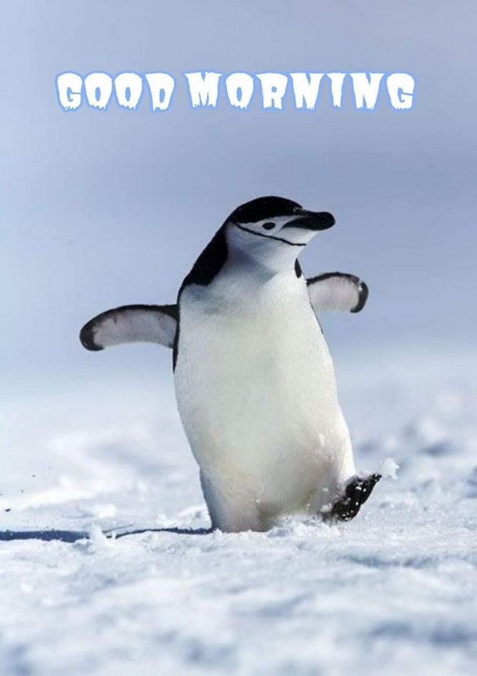 Good winter morning – cards and wishes 13