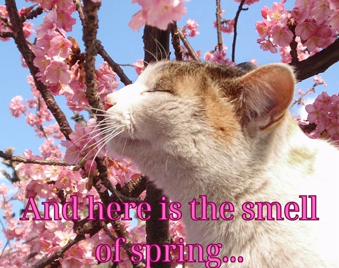 Happy First Day of Spring: beautiful wishes in pictures, poems and prose 7