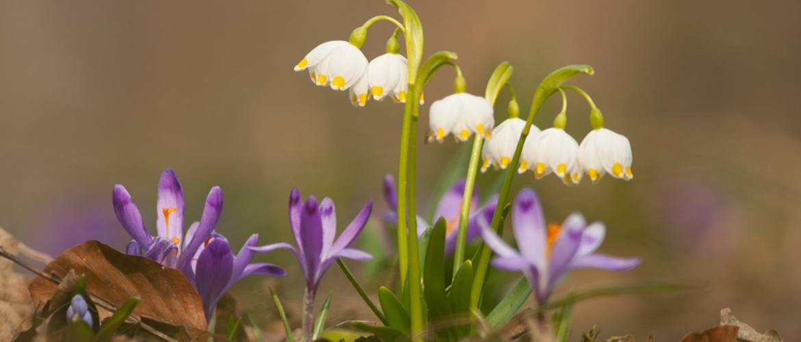 Guten Frühlingsmorgen: Ich wünsche allen einen wunderschönen Frühlingsmorgen