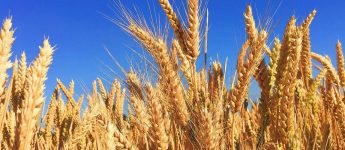 Високоякісне насіння ярої пшениці – гарантія щедрого врожаю