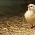 Scientists have managed to breed chickens with feathers like dinosaurs