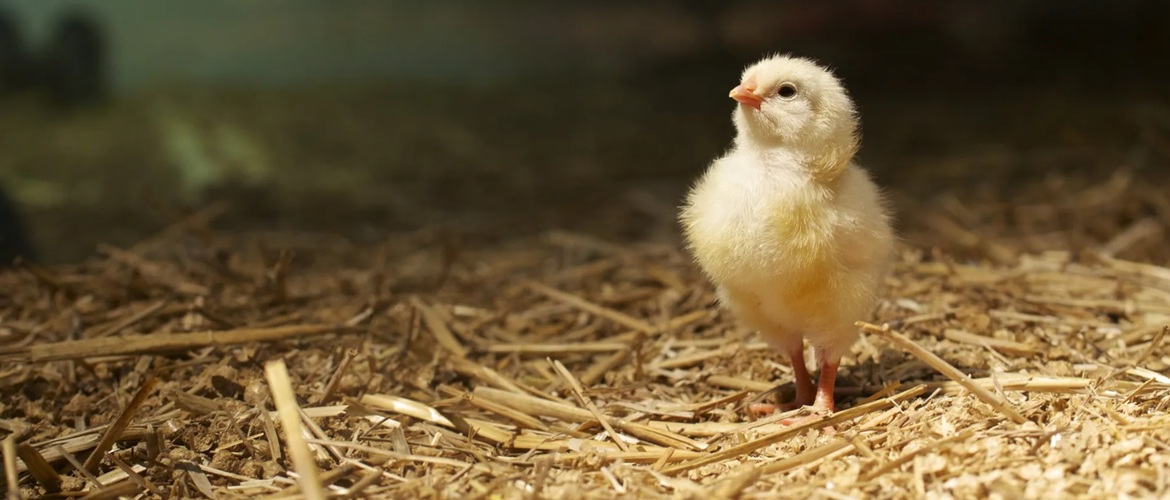 Scientists have managed to breed chickens with feathers like dinosaurs