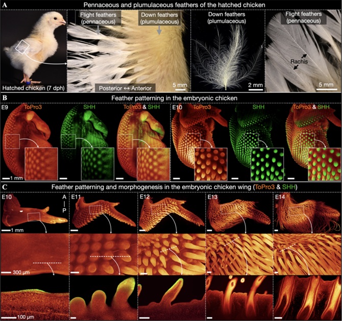 Scientists have managed to breed chickens with feathers like dinosaurs 1