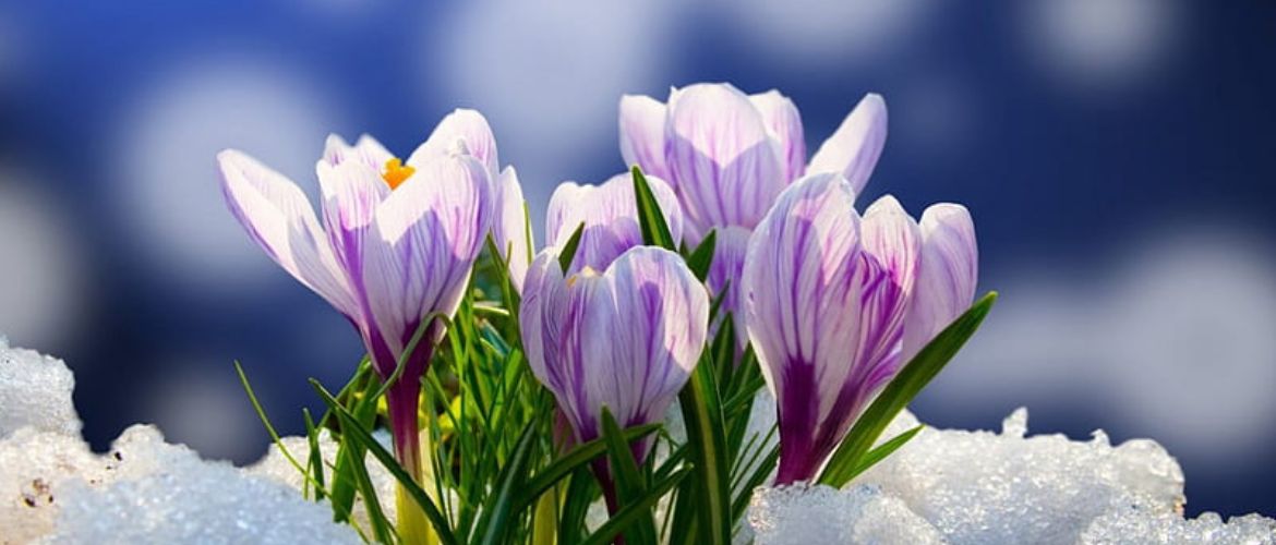 Spring Equinox 2025: Date, Meaning, Traditions