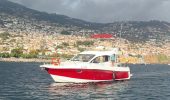 Незабываемые морские приключения на Мадейре с Divine Boats