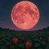Vollmond Juni 2025: Wann ist der Erdbeermond