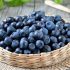 5 gesunde Beeren für Ihre saisonale Ernährung