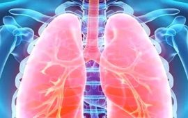 Scientists transplant lungs from a pig to a human