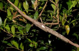 New giant insect discovered in Australia