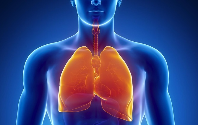 Scientists transplant lungs from a pig to a human 1