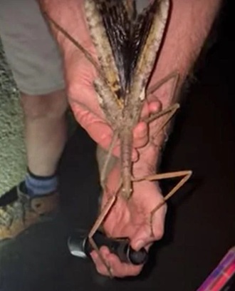 New giant insect discovered in Australia 1