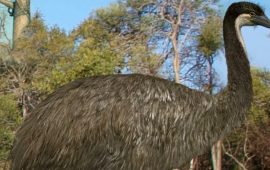 Wissenschaftler haben den größten Vogel der Geschichte benannt