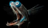 A fish with telescope-like eyes has been discovered in the ocean.