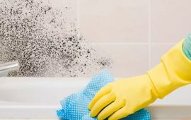 Профессиональное удаление плесени с Eco Ozon: как вернуть в помещение свежесть
