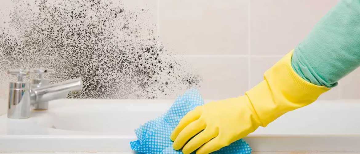 Профессиональное удаление плесени с Eco Ozon: как вернуть в помещение свежесть