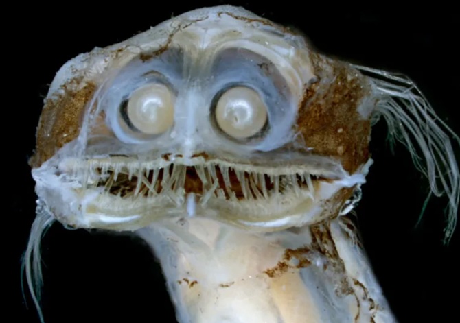 Ein Fisch mit teleskopartigen Augen wurde im Meer entdeckt 1
