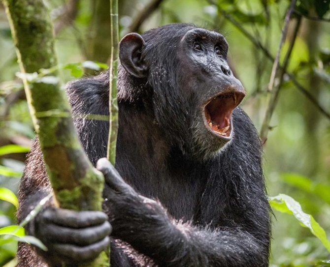 Chimpanzees Can Think Like Humans – Scientists 1