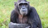 Шимпанзе умеют мыслить, как люди – ученые