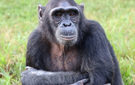Schimpansen können wie Menschen denken – Wissenschaftler