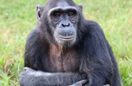 Шимпанзе вміють думати, як люди – вчені