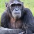 Chimpanzees Can Think Like Humans – Scientists