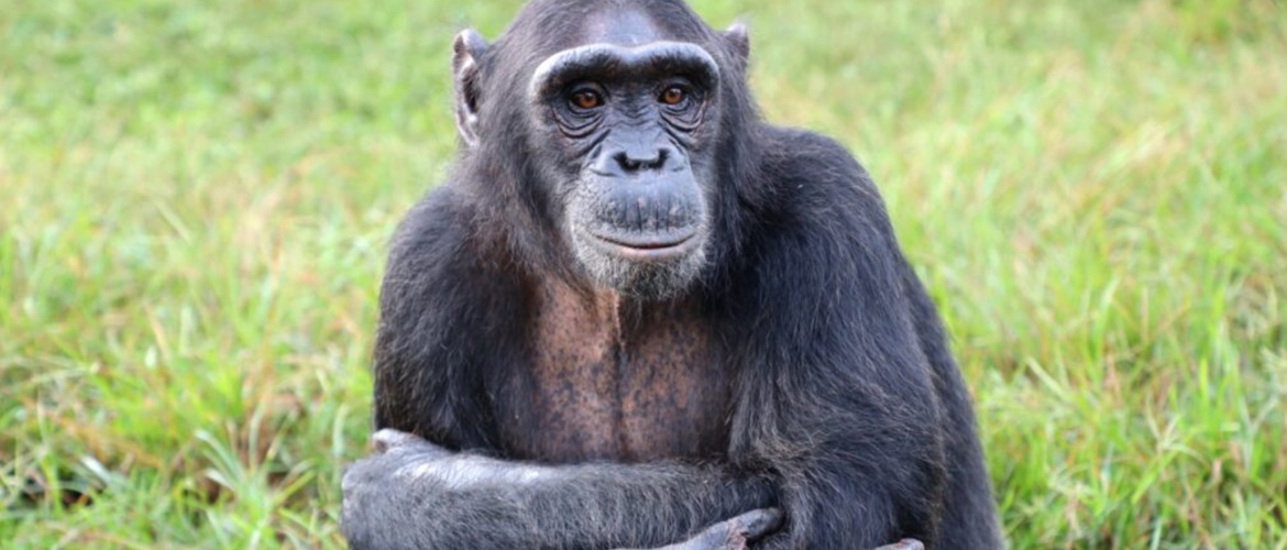 Schimpansen können wie Menschen denken – Wissenschaftler