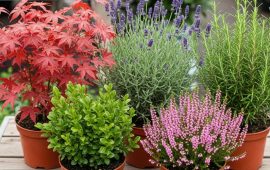 ТОП-5 растений, которые стоит купить в магазине саженцев в ноябре