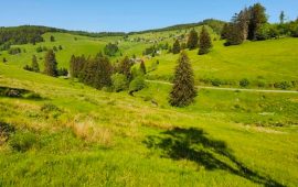 Загородный отдых – отличный вариант досуга для каждого