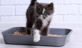 Як запах і структура наповнювача впливають на те, як кіт користується лотком