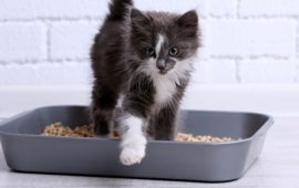 Як запах і структура наповнювача впливають на те, як кіт користується лотком