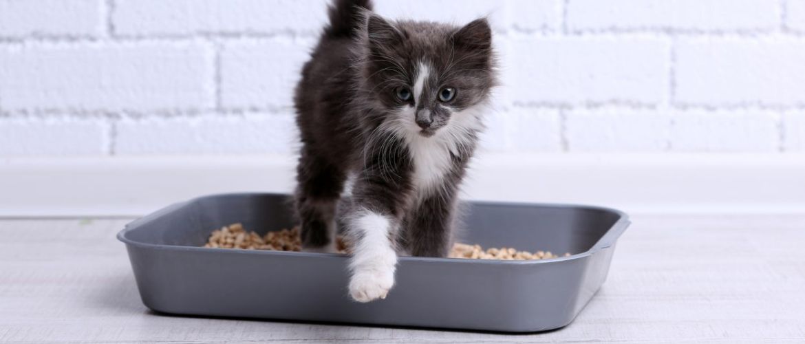 Як запах і структура наповнювача впливають на те, як кіт користується лотком