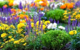 Як обрати саджанці квітів для висаджування в саду