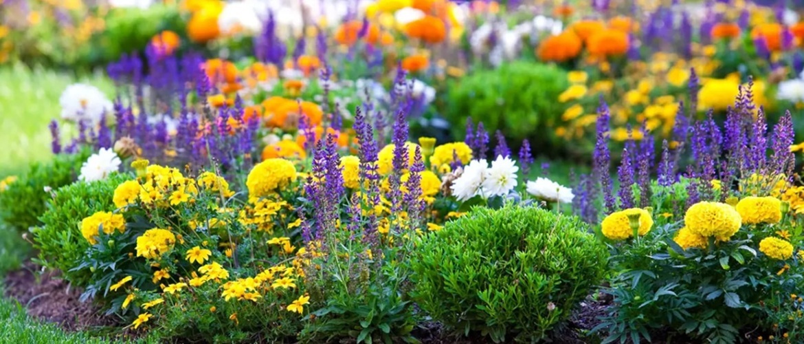 Як обрати саджанці квітів для висаджування в саду