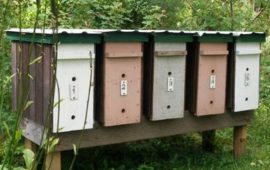 Що таке нуклеус і як він допомагає у виведенні маток: простий посібник для новачків