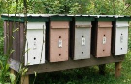 Що таке нуклеус і як він допомагає у виведенні маток: простий посібник для новачків