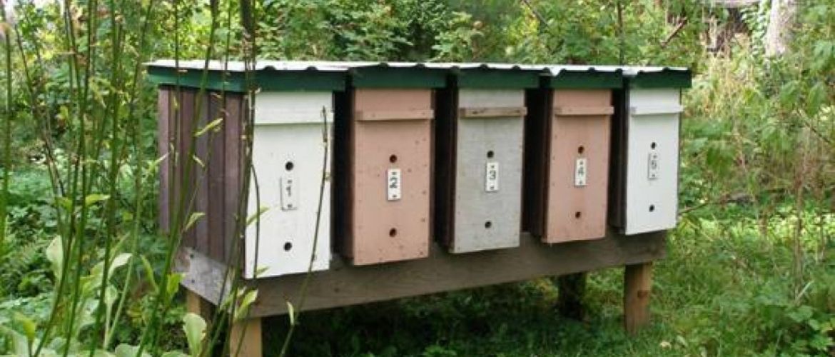 Що таке нуклеус і як він допомагає у виведенні маток: простий посібник для новачків