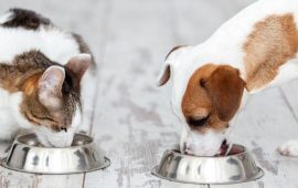 Корм для кошек и собак: ответы на главные вопросы о питании