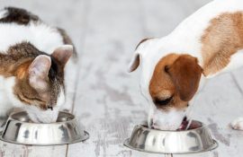 Корм для кошек и собак: ответы на главные вопросы о питании