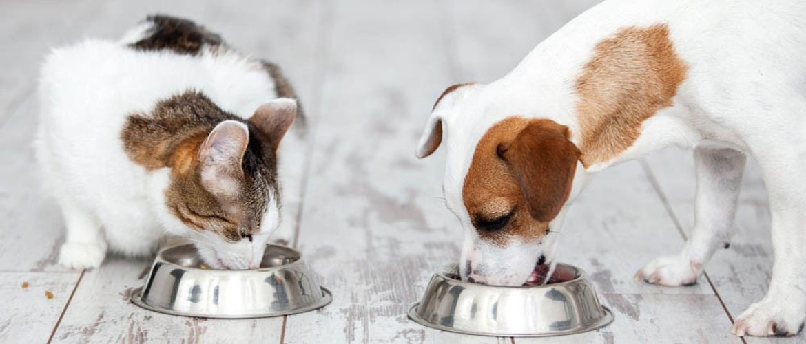 Корм для кошек и собак: ответы на главные вопросы о питании