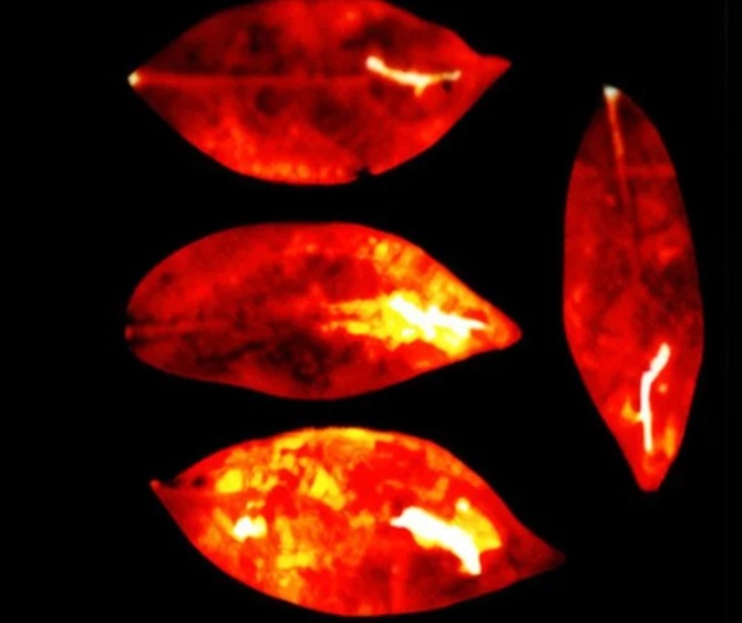 Humans emit light while alive – scientists make a unique discovery 1