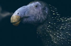 Вчені виявили динозавра з колючками, як у їжака