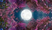 Full Moon in April 2026: Exact Date and Time of the Pink Moon