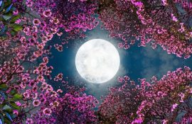 Полнолуние в апреле 2026: точная дата и время наступления Розовой Луны