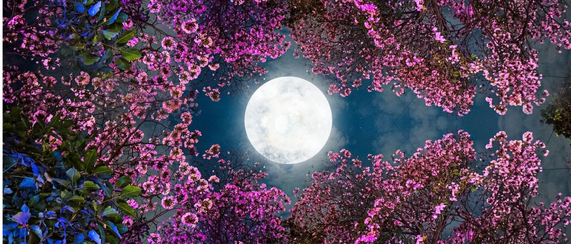 Полнолуние в апреле 2026: точная дата и время наступления Розовой Луны