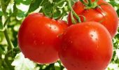 Scientists Develop Popcorn-Scented Tomato