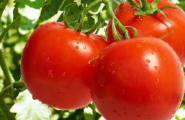Ученые разработали помидор с ароматом попкорна